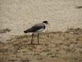 Masked Lapwing